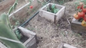 Рыбная и костная мука. Почему нельзя их использовать в качестве удобрения