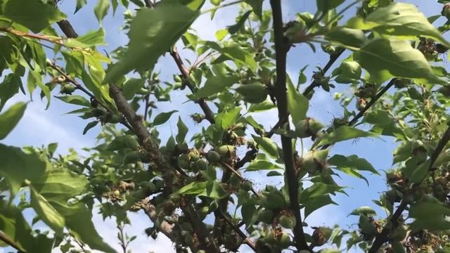 Абрикос "Саратовский рубин" смотреть онлайн