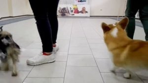 Подготовка собак к выставке.