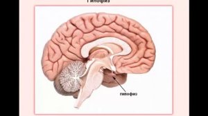 Гипофиз, гипоталамус и эпифиз  Роль Флуревитов