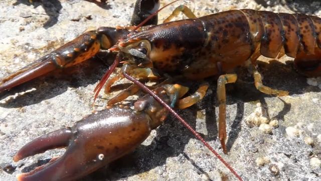 РАЗВЕДЕНИЕ ОМАРОВ И ЛОБСТЕРОВ КАК БИЗНЕС ИДЕЯ смотреть онлайн