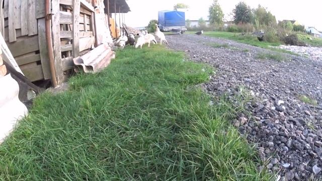 ✅Жизнь в ДЕРЕВНЕ .Такой темп жизни нам нравится смотреть онлайн