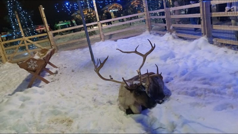 DERR Cristmas ОЛЕНЬ❄❄❄ Рождество✨✨✨