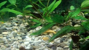 Аквариум через неделю после запуска  |Скалярии  и Гурами