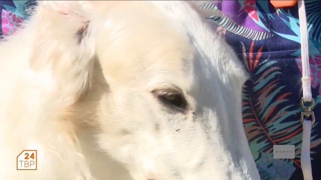 Русская псовая борзая символ российский кинологической федерации смотреть онлайн