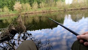 Рыбалка у дома на поплавок!Отличный клёв Густеры,Подлещика и Плотвы!Май 2023!