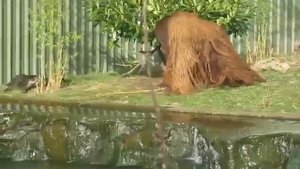 Орангутанг со стаей выдр