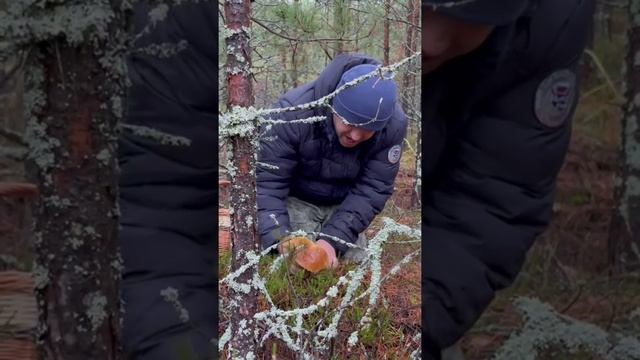 Грибник нашёл белые грибы