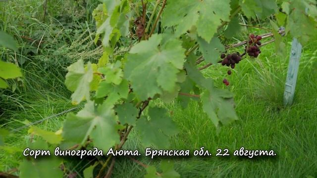 Сорт винограда Аюта. ? Описание сорта винограда Аюта. смотреть онлайн