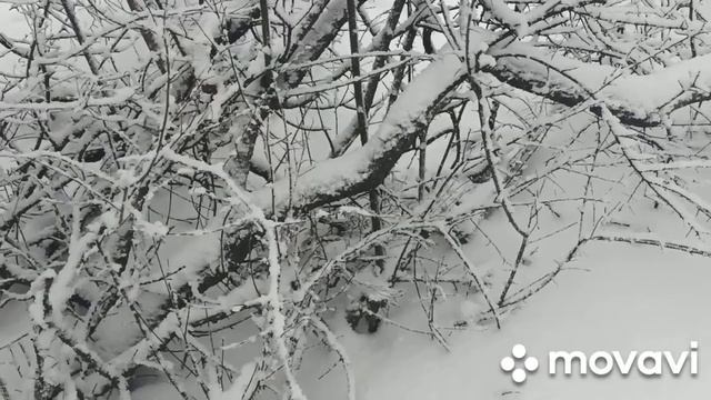 Установка капкана на куницу.Проверка петель. смотреть онлайн