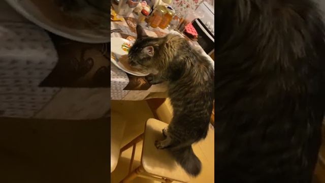 Как кушает Мейн-кун Шелли. смотреть онлайн