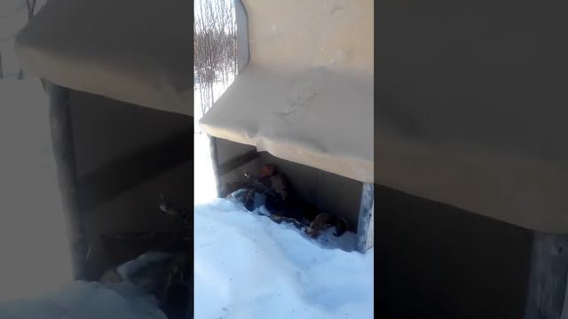 Надым аэросани,места для отдыха. смотреть онлайн