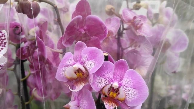 №408/ Обзор ОРХИДЕЙ в ПЛАНЕТА ЛЕТА Свежие КАМБРИИ, МИЛЬТОНИИ смотреть онлайн