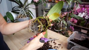 При пересадке корней лишних НЕ бывает. Сохраняем всё. Болтающаяся орхидея. Пересадить. Укрепить.