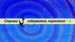 Содержание и кормление стрижей на ПМЖ.  Как сделать комнату и вольер для стрижей. Освещение.