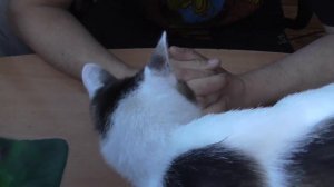 Как сделать трость/Трость для ходьбы/