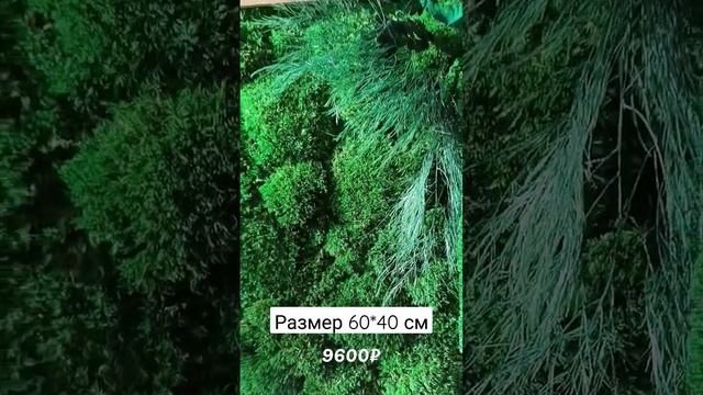 Стабилизирлванные растения Мох лесная кочка смотреть онлайн