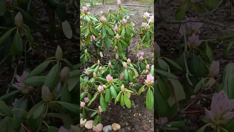 Кусты рододендрона на 22 мая 24 года. Думал, что один подмерз, а он  неожиданно для меня, зацветает!
