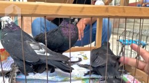 Птичий рынок г. Ташкент - ГОЛУБИ (28.08.2021) / Uzbek Pigeons