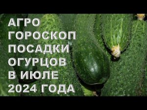 Агрогороскоп посадки огурцов в июле 2024 года Agrohoroscope for planting cucumbers in July 2024