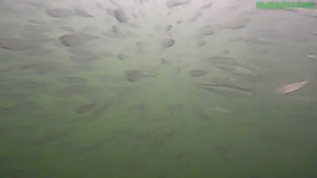 Подводная съемка на реке Юрюзань (ЮГРЭС) в апреле