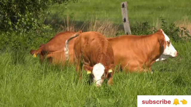 Cattle Animals - Fascinating, Social смотреть онлайн