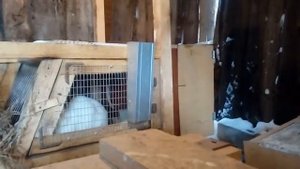 Клетки для кроликов из дерева с реечными полами.
