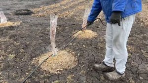 Весенняя обработка голубики ТОПСИН-М. Голубика весной 2021