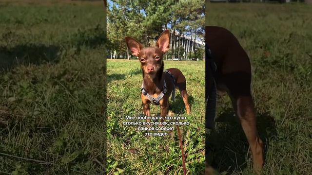 Верю в вас❤️🐾 #тойтерьер #собачки #смешныесобаки #милыеживотные смотреть онлайн