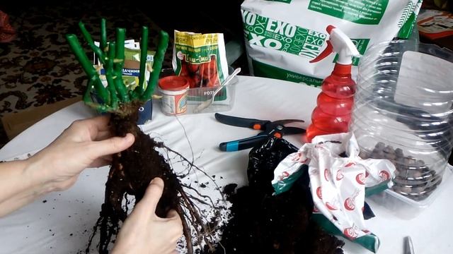 Время сажать! Смотрим корневую систему розы от Топалович. смотреть онлайн