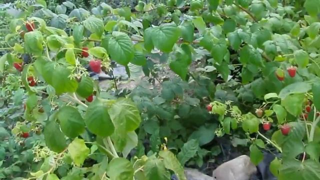 Маравилла - супер-сорт ремонтантной малины смотреть онлайн