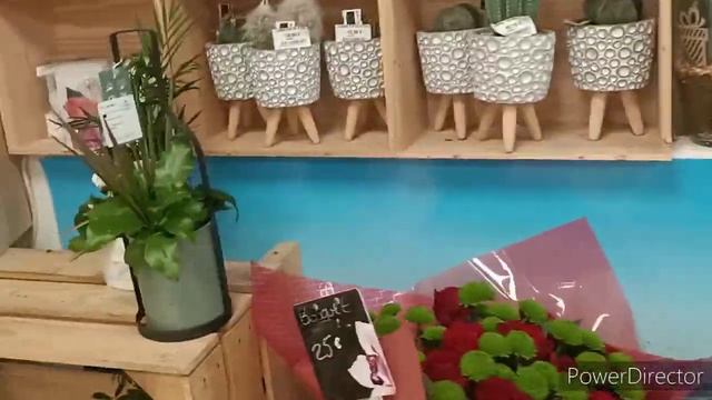 #ОРХИДЕИ Sunset Love массово высадились в Ницце ?✌️ Сахарная лилия ? смотреть онлайн