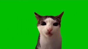 Кот хрустит на зелёном фоне