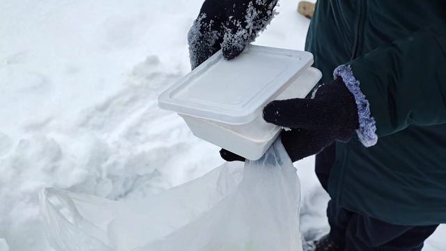 Эдельвейсы, выращиваем из семян.