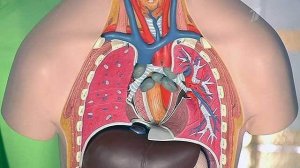 Кто рискует заболеть бериллиозом. Жить здорово! Фрагмент выпуска от 10.04.2015