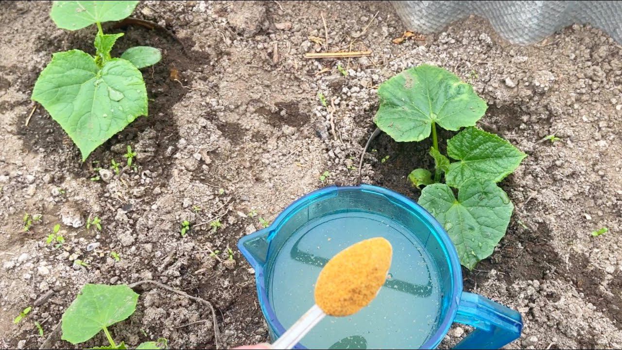 ПОЛЕЙТЕ ЭТИМ ЧАХЛЫЕ ОГУРЦЫ, ТОМАТЫ, ПЕРЦЫ! УЖЕ НА УТРО РАСТЕНИЯ НЕ УЗНАЕТЕ! ОЖИВУТ И ЗАПЛОДОНОСЯТ! смотреть онлайн