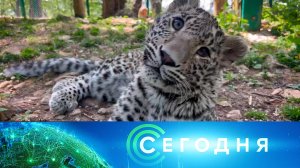 «Сегодня»: 5 августа 2024 года. 10:00 | Выпуск новостей | Новости НТВ