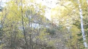 Крестовая поляна