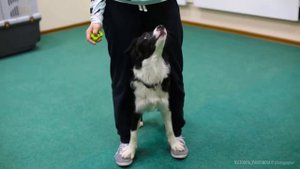 Лена и Бордер колли Челса. Тренировка по аджилити.