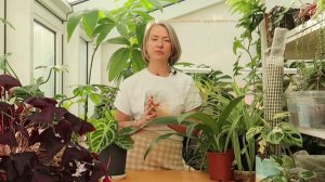 Весенние нюансы ухода за комнатными цветами | секреты весеннего ухода за растениями