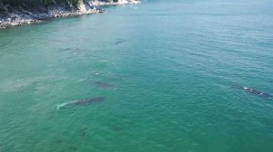 Почему гренландские киты любят бухту Врангеля?