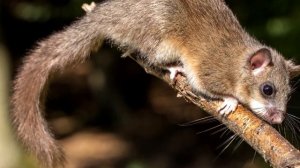 Топ 10 Самых Милых Экзотических Животных в Дикой Природе | МИЛОТА
