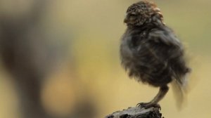 Птицы 45 видов птиц в одном видео и примеры их голосов
