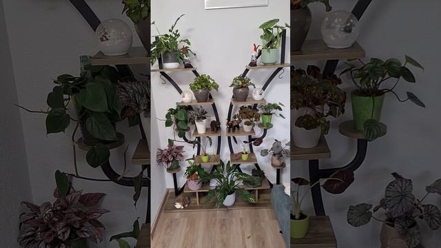 Ещё одна новая цветочная полка украшает мой дом.???