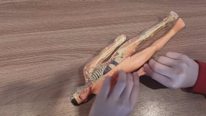 Анатомическая модель для детей Строение тела человека, с открывающимся корпусом