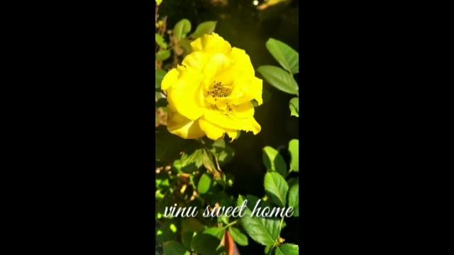Happy Rose day ?|| Beautiful yellow Rose || Rose day ?|| vinu sweet home#shorts смотреть онлайн