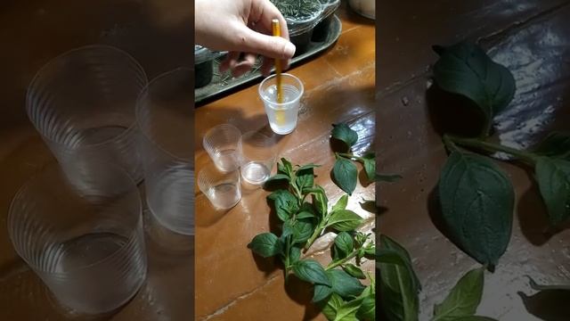 САМЫЙ ПРОСТОЙ СПОСОБ РАЗМНОЖЕНИЯ ПЕТУНИИ. ЧЕРЕНКОВАНИЕ ПЕТУНИИ В ВОДЕ