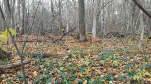 Сбор осенних грибов (ОПЯТ и ВЕШЕНКИ)