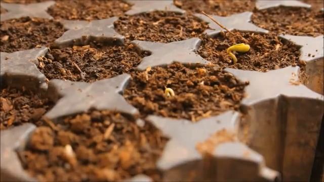 Купить семена овощей смотреть онлайн