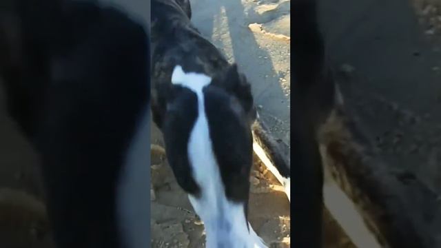 Маленький Декстер на пляже Средиземного моря | Щенок уиппета выполняет команды | Лучшие борзые